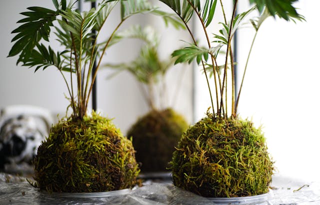 květiny kokedama